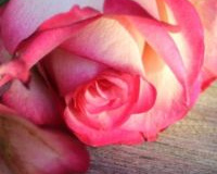1_Bild_Rose_2