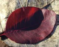 1_Herbst